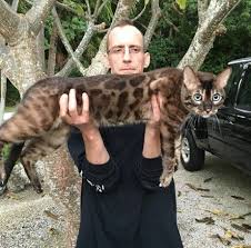 Growing kittens are expensive to feed, and it takes a lot of time to socialize them and clean up after them! Omg Look At This Huge Gorgeous Charcoal Bengal Bengal Cat Bengal Cat For Sale Cute Cat Gif