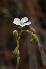 Image result for Drosera natalensis