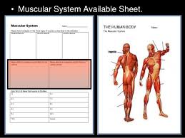 The human body is everything that makes up, well, you. Muscular System Lesson Powerpoint Muscles Human Body Unit