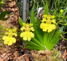 Image result for Psydrax richardsiae