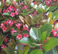 Image result for Virectaria