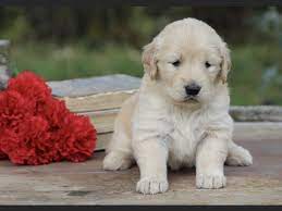 Please contact the breeders below to find golden retriever puppies for sale in idaho: Golden Retriever Puppies For Sale Lemhi Puppies