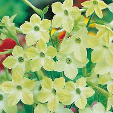 4x soft lime green gerbera stems artificial flowers for home or weddings. Nicotiana Lime Green Seeds From Mr Fothergill S Seeds And Plants