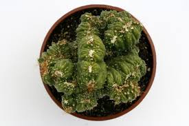 Cactus colonnare a crescita veloce. Kakteen Haage Cereus Peruvianus F Monstrosus Cristata Online Kaufen