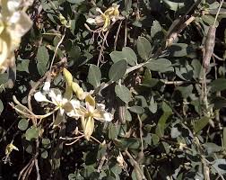 Image result for Cadaba farinosa