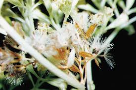 Image result for Mikania