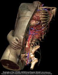 With emphasis on muscle structure. Torso And Internal Organs Of The Visible Human