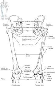 It is usually often called the calf bone, because it sits barely behind the tibia on the surface of the leg. 8 4 Bones Of The Lower Limb Anatomy Physiology