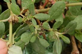 Image result for Zaleya