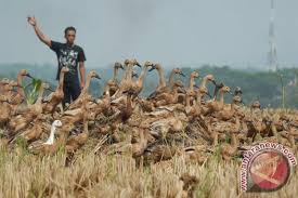 Namun anda harus melakukannya dengan tepat agar anak anak bebek yang anda rawat dapat tumbuh sehat. Ribuan Bebek Di Kabupaten Ini Mati Mendadak Antara News