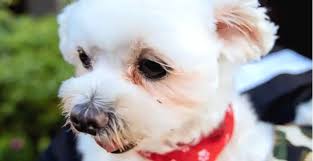 Maltese Terrier Ozellikleri Ve Bakimi