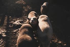 so glad about this weeks share despite the challenges of growing in late  July in Colorado 🔥. We got Persian snacking cucumbers, purple daikon,  heirloom tomatoes, parsley, kale, Nantes carrots, new potatoes,
