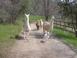 We did not find results for: The Yoga Farm Animals Exploring The Property Picture Of Sivananda Yoga Farm Grass Valley Tripadvisor
