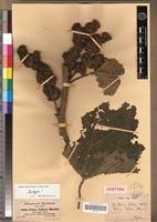 Image result for Girardinia bullosa