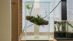 Image result for Isonema