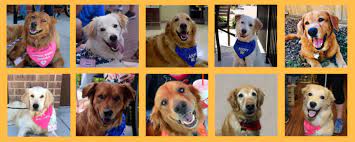 Maybe you would like to learn more about one of these? Golden Retriever Rescue Alliance Inc Adopt A Rescued Golden Recycle Love