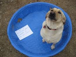 Pin By Debbie Rich On Labrador L Ve Dog Shaming Funny Silly Animals Dog Shaming