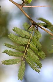 Image result for Acacia robusta