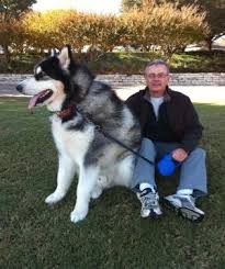 Karena penampilan fisik dan mantel tubuhnya, husky sering dicampur dengan serigala. Skyland Malamutes Malamute Puppies Alaskan Malamute Malamute