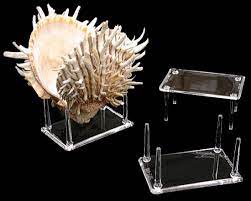 Securely hold nautilus shells in a natural position. Display Stands For Sealife