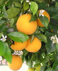 One Of The Most Enjoyable Aspects Of Winter For Me Is The Pure Abundance Of Citrus Fruit In Almost Every For Beautiful Fruits Fruit Flowers Fruit Bearing Trees