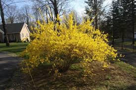 Forsythia X Intermedia Lynwood Gold Deer Resistant Pale To Deep Yellow Flowers In Spring Which Turns Medium To Dark Green Deep Yellow Flowers Shrubs Plants