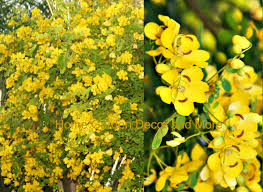 Image result for Senna bicapsularis