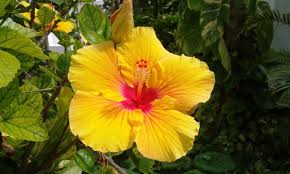 This is a normal occurrence and leaves will eventually fall off, new growth will appear. Hawaiian Unrooted Yellow Hibiscus Plant Cutting 1 Pack Walmart Com Walmart Com