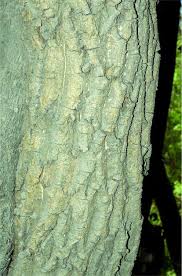 Image result for Opilia amentacea