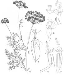 Image result for Oenanthe mildbraedii