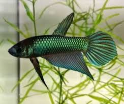 Pin On Beautiful Betta Fish