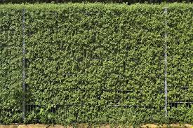 The cleaning attribute for a change lasts very little and you have to be every 2x3 showering which makes. 11 Of The Best Privacy Hedges Lawnstarter