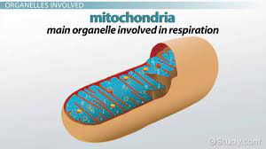 The enzymatic reactions of cellular respiration begin in the cytoplasm, but most of the reactions occur in the mitochondria. What Organelles Are Involved In Cellular Respiration Video Lesson Transcript Study Com