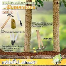 We did not find results for: Petua Ibu Pokok Betik Tua Dan Tidak Lg Berbuah Jangan Facebook