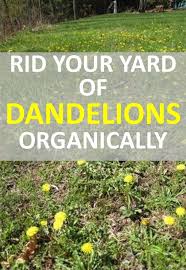 Pin On Container Gardening