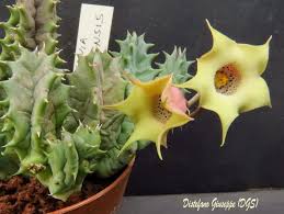Image result for Huernia