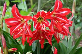 Hippeastrum Johnsonii Plants Perennial Plants Amaryllis