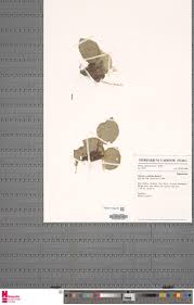 Image result for Tridactyle anthomaniaca