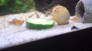 How to feed cucumber to fish, snails, plecos and shrimp. Giving Blanched Zucchini To Fish And Snails Youtube
