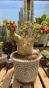 Image result for Cyphostemma congestum