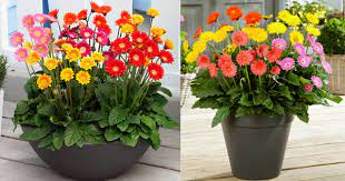 About this piece scenic art why settle for blank walls, when you can. Why Are Gerberas The Most Popular Summer Flowers Blog Nurserylive Com Gardening In India