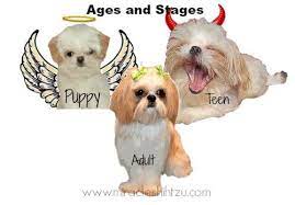 Surviving The Shih Tzu Adolescence Stage