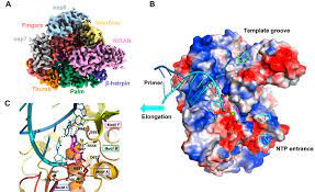 Check spelling or type a new query. Drug Design Wie Genau Hemmt Remdesivir Das Virale Zielprotein Pz Pharmazeutische Zeitung