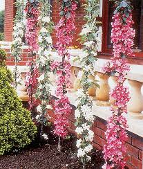 It typically grows 2 to 8 feet tall, but occasionally reaches 20 feet. Grobe S Nursery And Garden Centre Newest Fruit