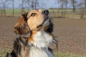 Check spelling or type a new query. Benji Australian Shepherd Beagle Mischling Mix