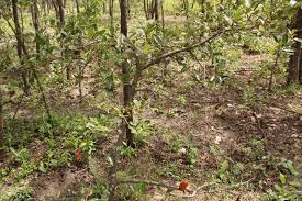 Image result for Xylopia tomentosa