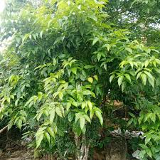 Image result for Dolichandrone alba