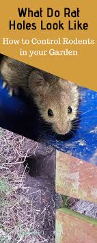 If you use poisons, you will be unable to locate the dead animals and the stink will drive you crazy! How To Get Rid Of Rats In Garden Getting Rid Of Rats Mouse Rat Getting Rid Of Mice