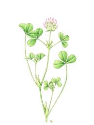 Image result for Trifolium spumosum