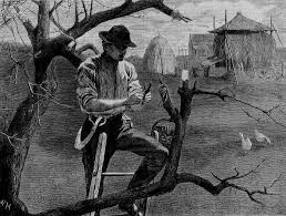 Accordingly, growing fruit trees can be a good source of income for every farmer and new entrepreneurs desiring to tap the potential of the fruit growing industry. Fruit Tree Propagation Wikipedia